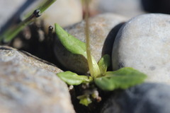 Primula egaliksensis