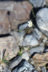 Primula egaliksensis