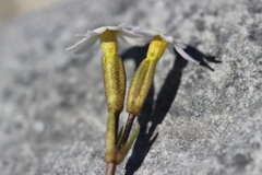 Primula egaliksensis