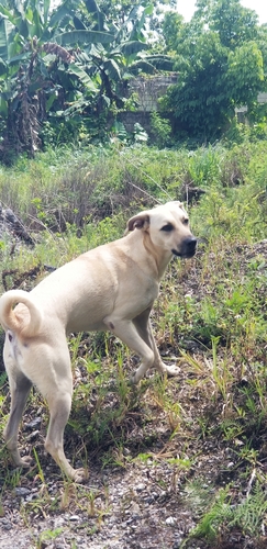 Domestic Dog