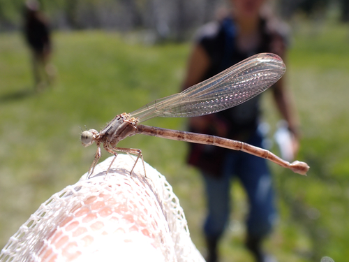 iNaturalist observation photo of Dancers