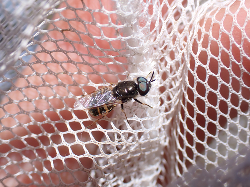 iNaturalist observation photo of Soldier Flies
