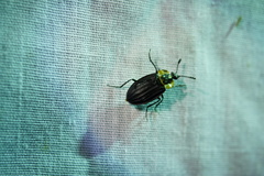 Oxelytrum discicolle