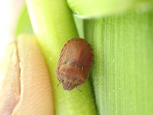 iNaturalist observation photo of Eurygaster