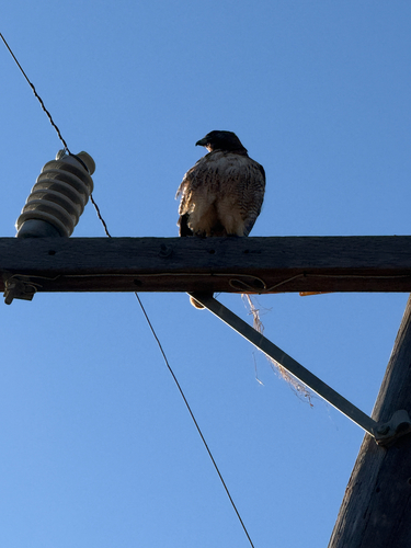 iNaturalist observation photo of Red-tailed Hawk