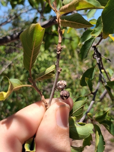 Colubrina elliptica, photograph 4