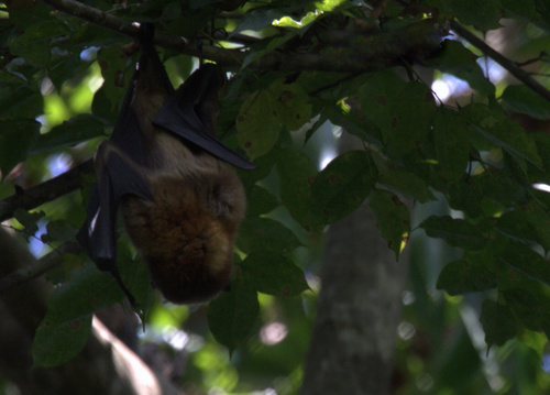 Vanuatu Flying-fox (Pteropus anetianus) — Vulnerable Mammalia