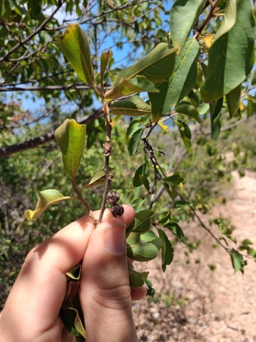 Colubrina elliptica, photograph 5