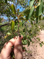 Colubrina elliptica, photograph (c) Kurt Miller, some rights reserved (CC BY-SA)