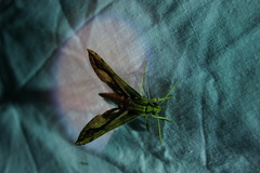 Xylophanes ceratomioides