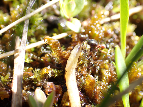 iNaturalist observation photo of Insects