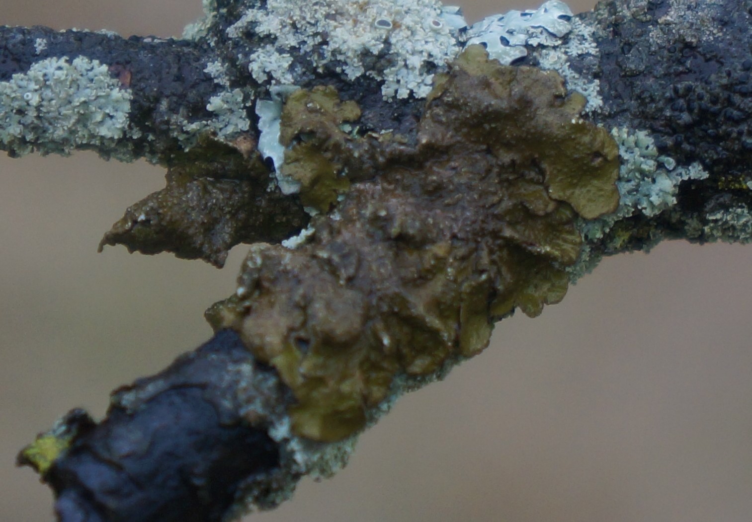 Melanelixia subaurifera image
