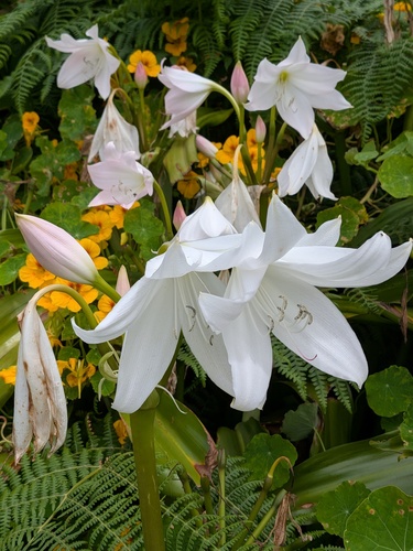 Crinum moorei