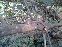 Adolfus kibonotensis