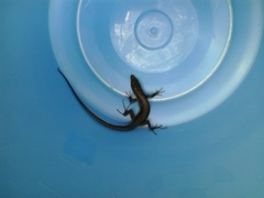 Adolfus kibonotensis