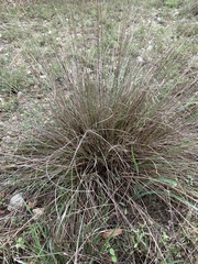 Muhlenbergia lindheimeri