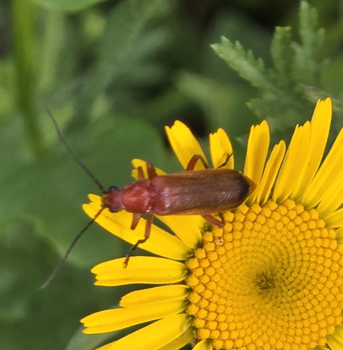 Common Red Soldier Beetle