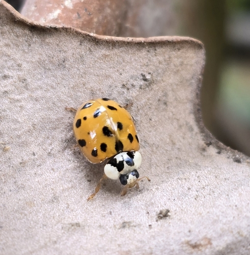 Asian Lady Beetle