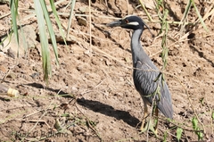 Nyctanassa violacea
