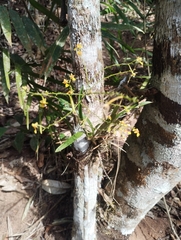 Gomesa ranifera