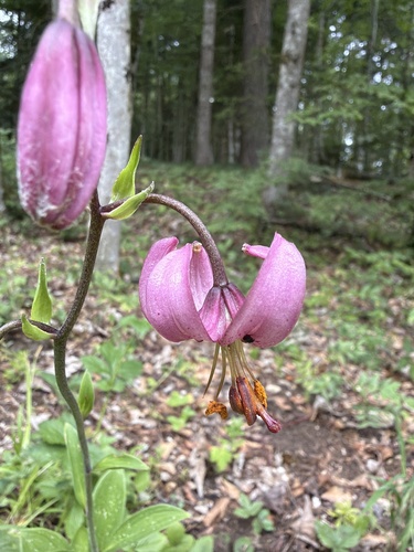Martagon Lily