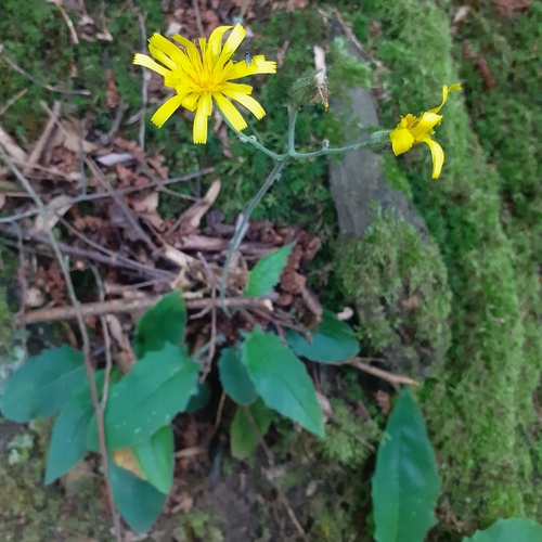 Wall hawkweed