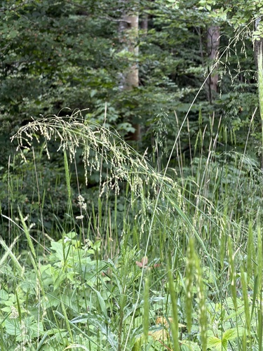 Wood Millet