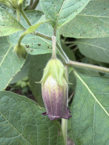 Deadly Nightshade