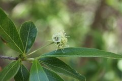 Terminalia australis