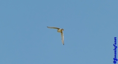 Falco sparverius