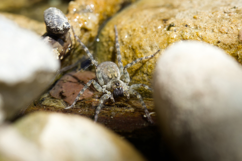 Northern Bear Spider, photo 2 of 10