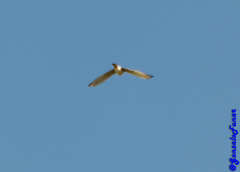 Falco sparverius