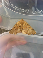 Odontopera bidentata