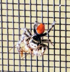 Phidippus insignarius