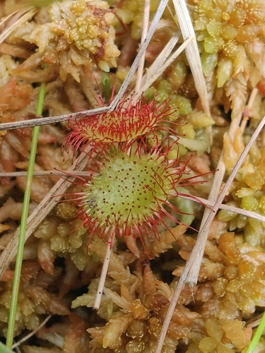 round-leaved sundew