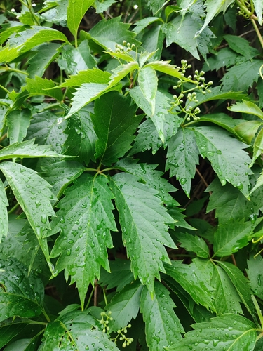 thicket creeper