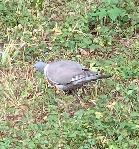 Common Wood-Pigeon