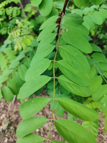 black locust
