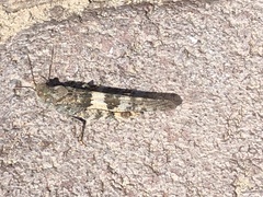 Trimerotropis pallidipennis