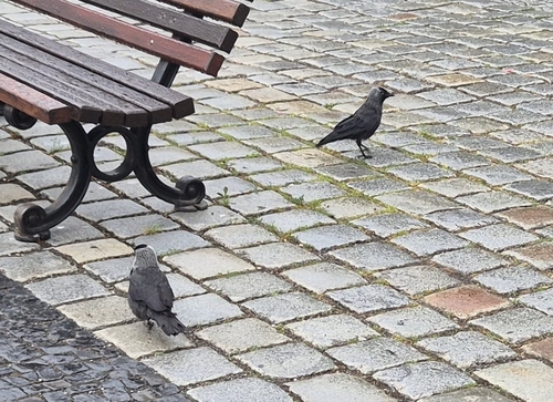 Eurasian Jackdaw