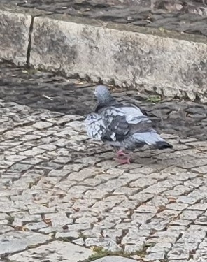 Feral Pigeon