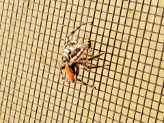 Phidippus insignarius