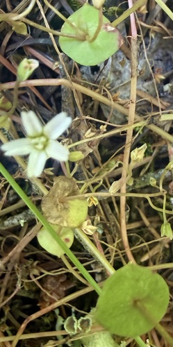 Claytonia parviflora, photograph 2