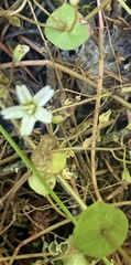 Claytonia parviflora, photograph author not stated, no rights reserved