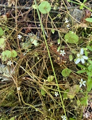 Claytonia parviflora, photograph author not stated, no rights reserved