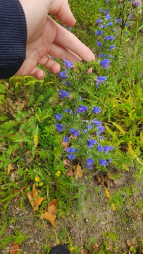 viper's-bugloss