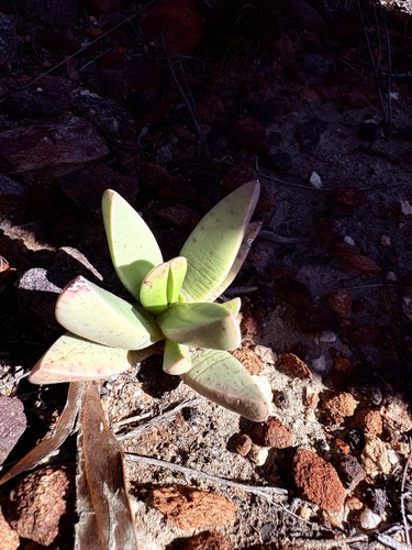 Machairophyllum albidum, photograph 5