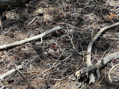 iNaturalist observation photo of Western Terrestrial Garter Snake