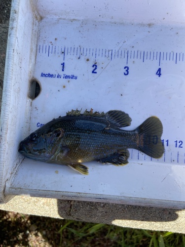Green Sunfish