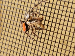 Phidippus insignarius